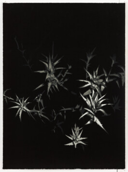  Syrian Thistle (1), 2023, Silkscreen Print,57/76 cm