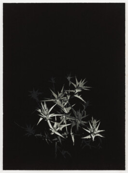  Syrian Thistle (2), 2023, Silkscreen Print, 57/76 cm